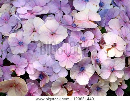 Hydrangea, Bunga pecah seribu