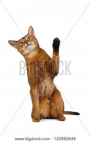 Funny Abyssinian Cat Sit, Curiously Looking And Raising Up Paw