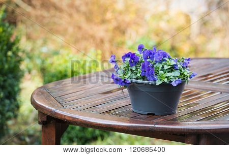 Purple Violets On A Wet Garden Table