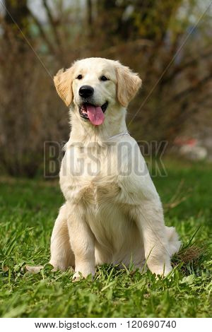 The Puppy Golden Retriever