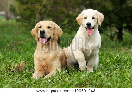 Two Golden Retriever