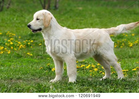 The Puppy Golden Retriever