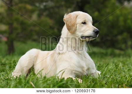 Golden Retriever Puppy