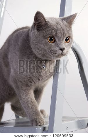 Cute Scottish cat