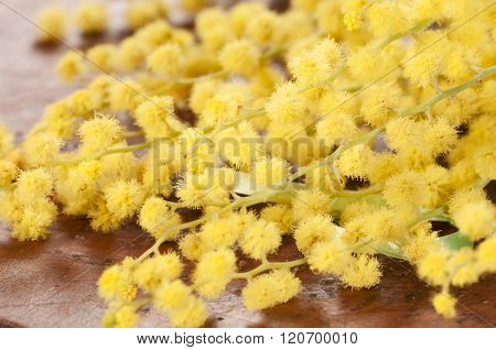 Mimosa Flowers Macro