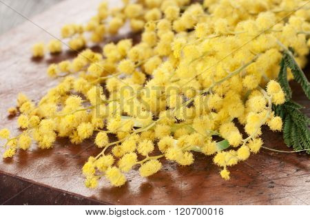 Mimosa Flowers Macro