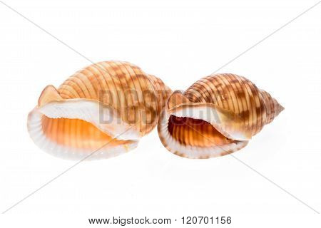 Two Helmet Sea Shells - Galeodea Echinophora. Empty House Of Sea Snail.