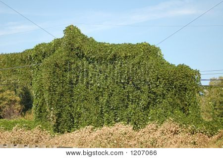 Kudzu