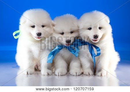 White furry puppies of Samoyedskaja dog
