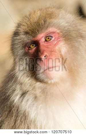 Cute Monkey