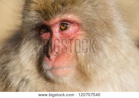 Moonkey looking at other side