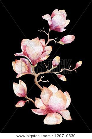 Painting Magnolia flower . Hand drawn Watercolor floral