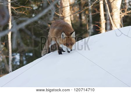 fox on the hill