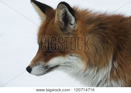 red fox
