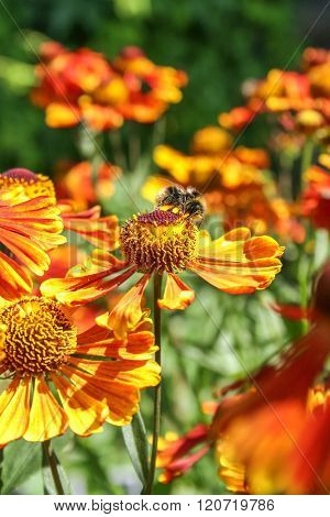 Shaggy Bumblebee On A Flower Gaillardia Close Up