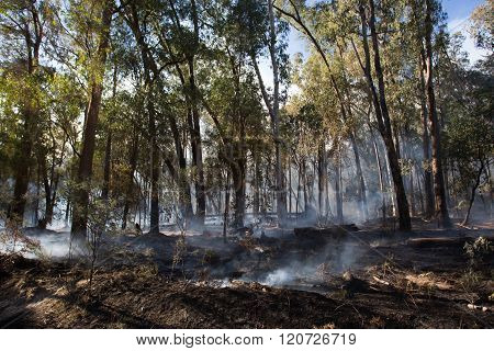 Controlled Fire Burn