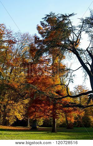 A forest in autumn with beautiful colors , Normandy , France