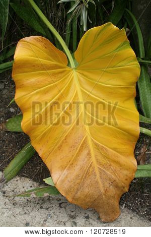 Big Yellow foliage in the garden of Dominican republic
