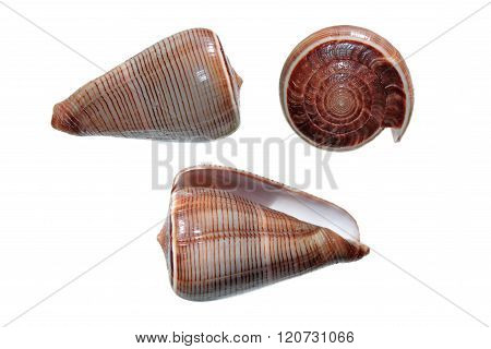Shells of Conus figulinus isolated on white