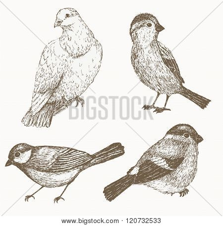 Bird set. Hand drawn