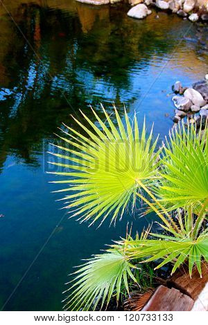 Green leave  over a stretch of water, in the Canary Islands, Spain