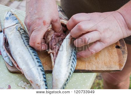 Division Of Fish