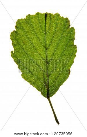 Green leaf of Black alder (Alnus glutinosa) isolated on white