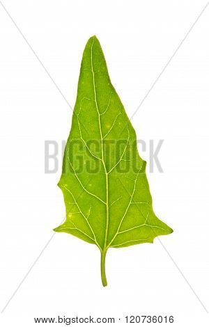 Green leaf of Saltbush isolated on white
