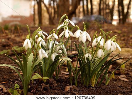 First Spring Flowers