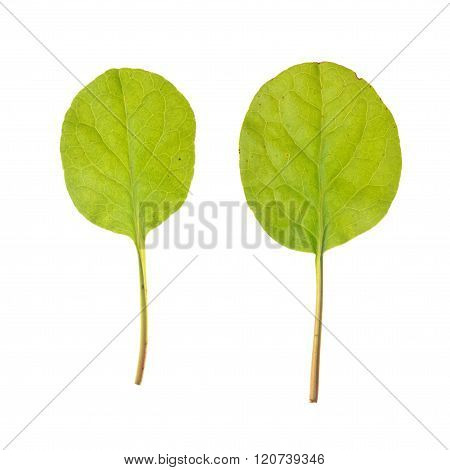 Leaf Of Of Round-leaved Wintergreen Isolated On White