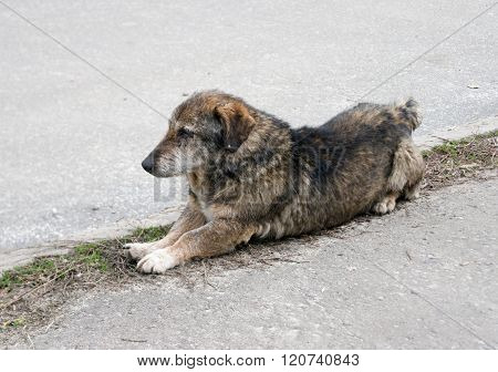 Homeless stray dog on the background of asphalt