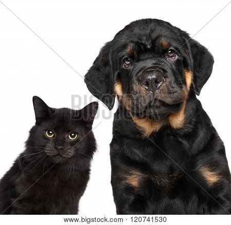 Cat and dog series. Close-up isolated on white background