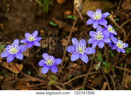 Hepatica (coppice)