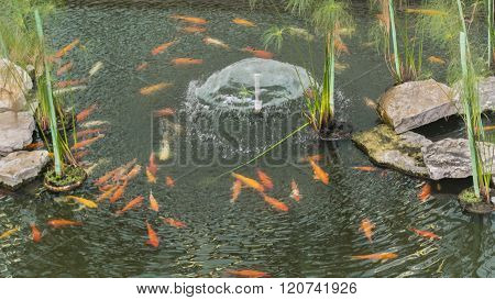 High Angle View Fishpond With Koi Fishes