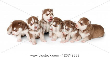 Litter Of Siberian Cooper Red Husky Puppies