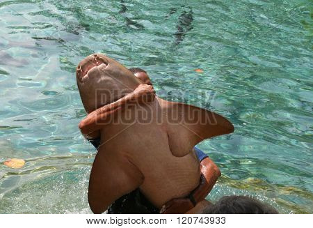 Shark neutralized by a man in a park dominican republic,