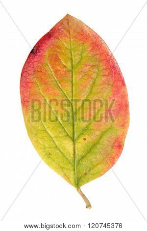 Autumn leaf of Hedge cotoneaster isolated on white