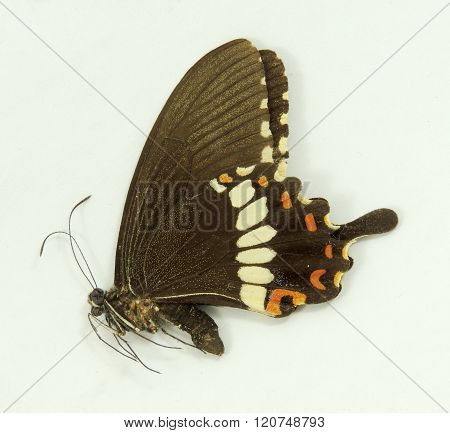 A Male Common Mormon Butterfly
