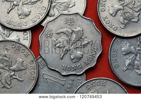 Coins of Hong Kong. Flowers of bauhinia blakeana also known as Hong Kong orchid depicted in the Hong Kong dollar coins. 