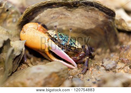Colorful fiddler crab on a tropical beach in Thailand