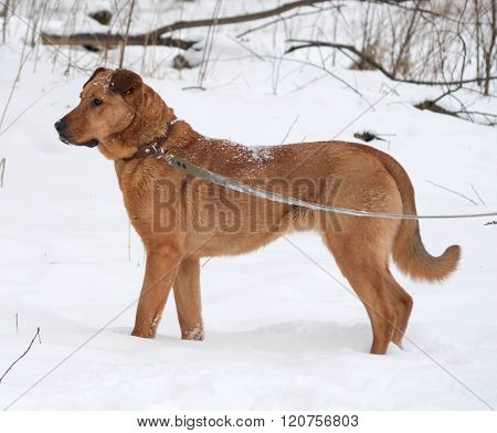 Red Big Mongrel Dog Is On Leash On Snow
