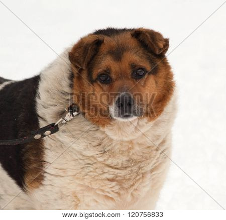 White, Red And Black Spotted Thick Mongrel Dog On Snow