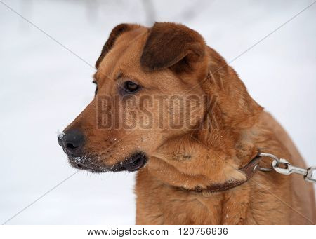 Red Big Mongrel Dog Sitting On Snow