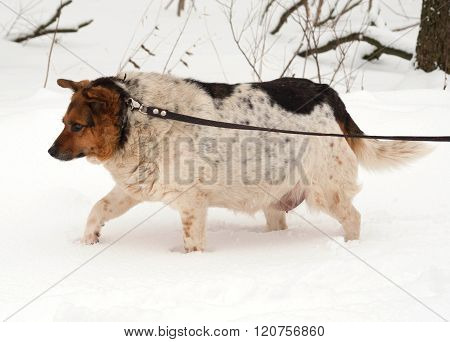 White, Red And Black Spotted Thick Mongrel Dog Is On Leash On Snow