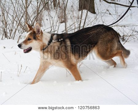 Red, Black And White Mongrel Dog Is On Leash On Background Of Snow
