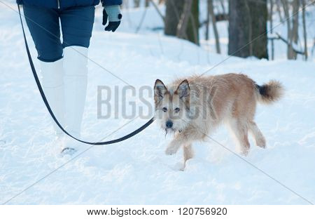 Red Shaggy Terrier Mongrel Dog Walks On Leash On Snow