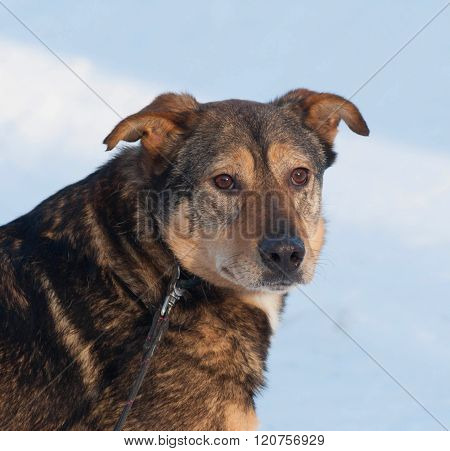Brown Mongrel Dog In Snow