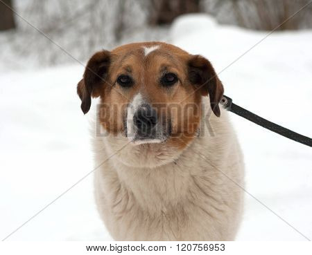 Red And White Mongrel Dog Standing On Snow