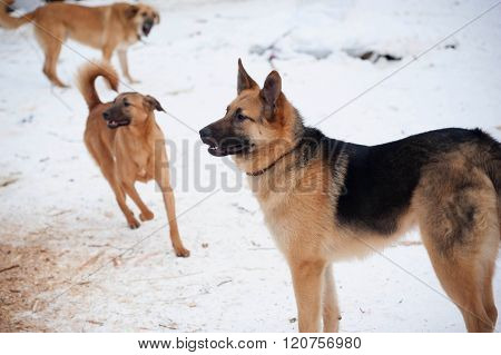 Three Red Barking Dog On Snow