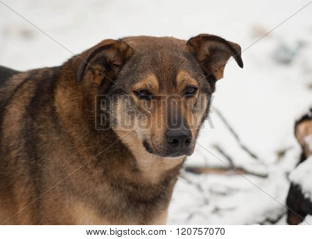 Brown Mongrel Dog In Snow